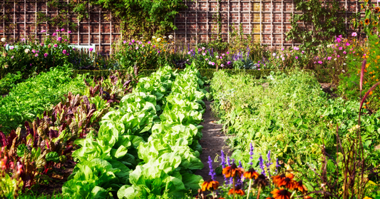 10 Common Gardening Mistakes and How to Avoid Them