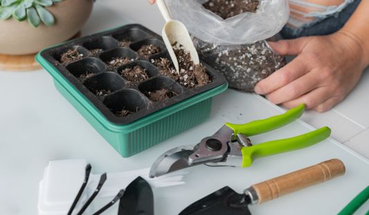 From Seed to Sprout: A Beginner's Guide to Starting Seeds Indoors