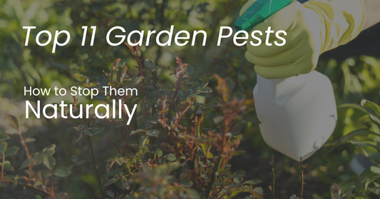 Top 11 Common Garden Pests and How to Stop Them Naturally